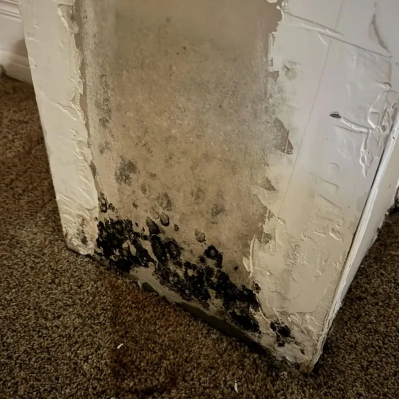 Professional Mold Removal in Chatham, IL